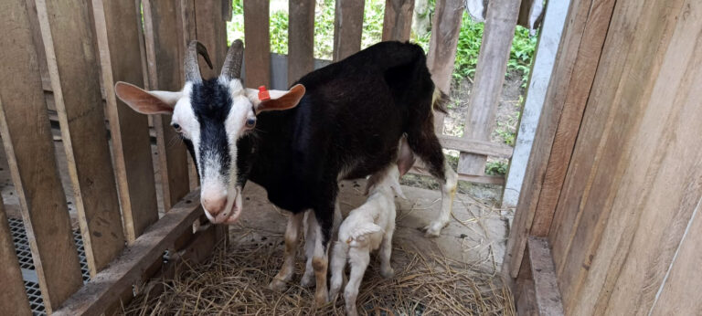 Susu Kolustrum: Manfaat Vital untuk Kambing Baru di Kampung Ilmu