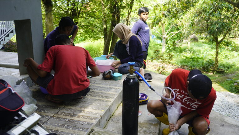Panen benih Ikan patin