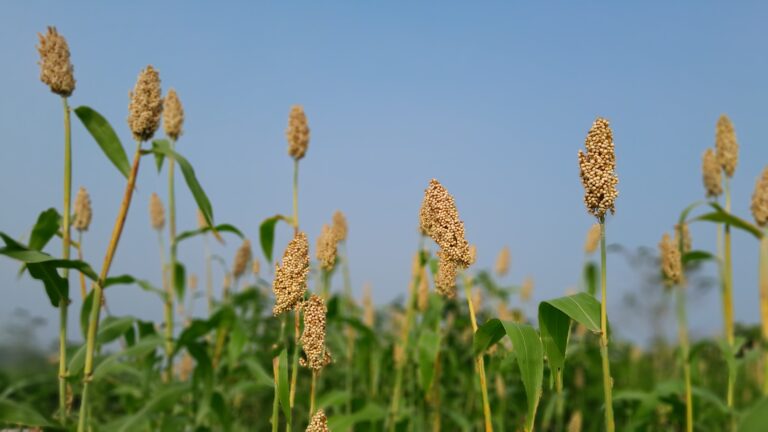 “Melangkah ke Masa Depan: Keberhasilan Panen Perdana Sorgum sebagai Pakan Ternak”