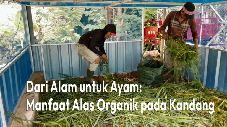 Dari Alam untuk Ayam: Manfaat Alas Organik pada Kandang