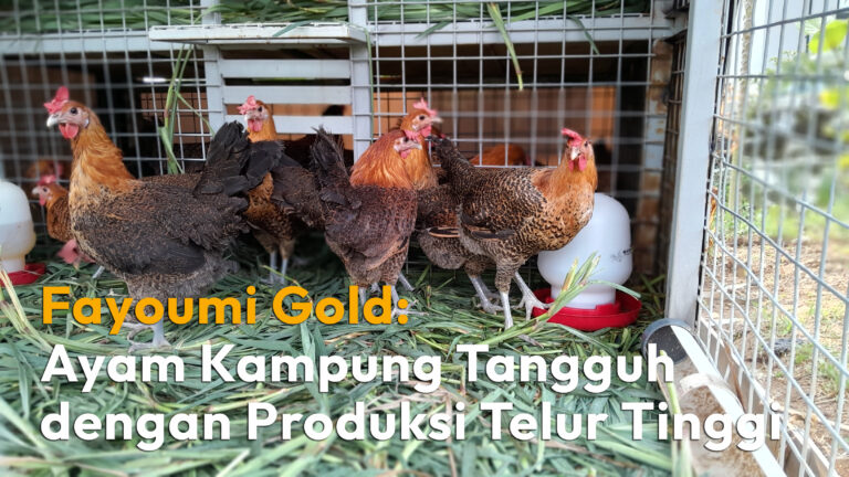 Fayoumi Gold: Ayam Kampung Tangguh dengan Produksi Telur Tinggi