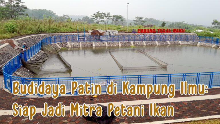Budidaya Patin di Kampung Ilmu: Siap Jadi Mitra Petani Ikan